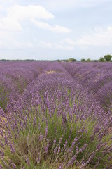Plakat lavender field provence france