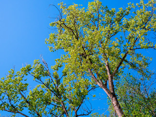 Frisches Laub im Frühöing vor blauem Himmel
