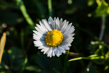 Fototapeta premium Spring flowers. Spring nature background. Close up of fresh tender chamomile in spring blooming field.