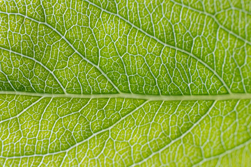 Leaf vein pattern macro