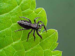 P1010017 jumping spider, Platycryptus californicus, on leaf British Columbia, Canada cECP 2020