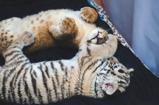 Photo of a lion cub and a tiger cub playing, where a tiger cub closed his lion cub eyes