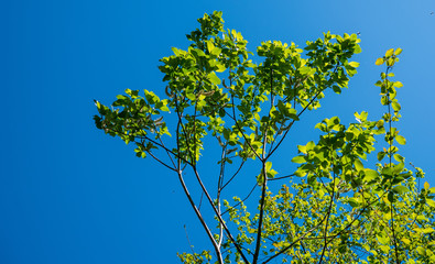 Frisches Laub im Frühöing vor blauem Himmel