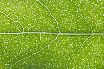 Leaf vein pattern macro