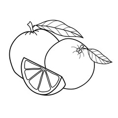 Linear drawing orange isolated on white background. Sketch for coloring booking page. Vector illustration