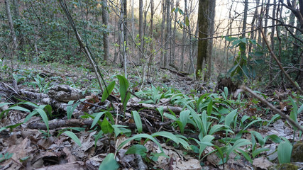 Ramps / Wild Leeks growing on the forest floor. Popular spring wild edible plant and foraging tulip poplar bark basket.