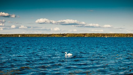 łabędź na jeziorze białe chmury na niebie lato