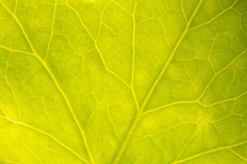 Naklejka na ściany i meble Leaf vein pattern macro