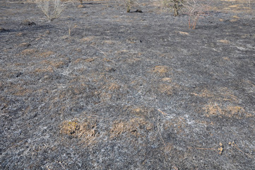 Burnt dry grass in a meadow