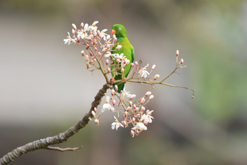 caterpillar on a flower