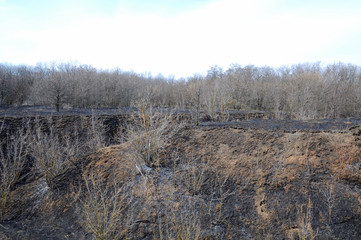 Burnt dry grass in a meadow