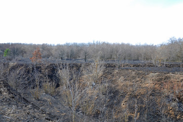 Burnt dry grass in a meadow