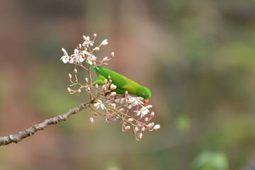 caterpillar on a flower