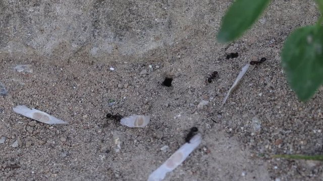 ants carrying leaves on land