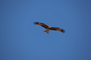 Flying black kite on blue sky