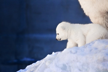 Polar white teddy bear near the mother