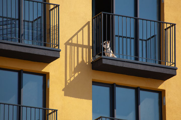 The dog walks on the balcony
