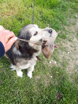 dog holds a mole rat in its mouth. Feeding a dog by a rodent.