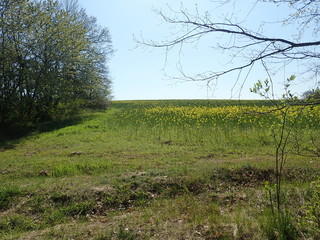  yellow field planted for oil