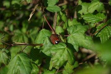 Maikäfer