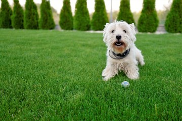 pies west domowy na zielonej trawie w ogrodzie