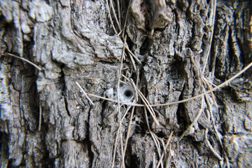 wood