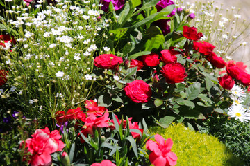 gartenweg bunte blumenrabatte