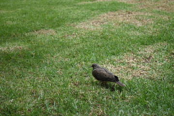 bird on the grass