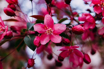 
pink flowering tree
