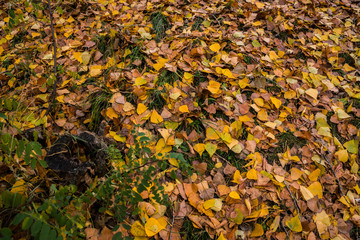 autumn yellow leaves