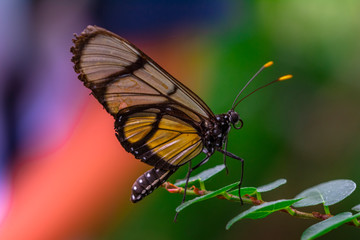 Obraz premium Closeup beautiful butterfly in a summer garden