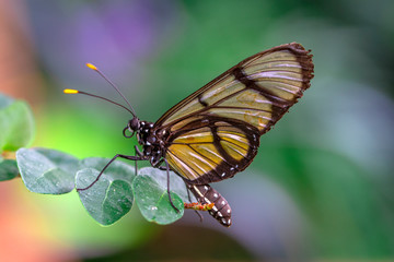 Closeup beautiful butterfly in a summer garden