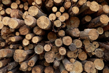 Fototapeta premium Stacked cut logs