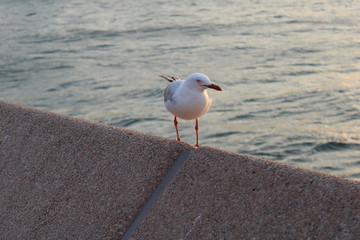 seagull