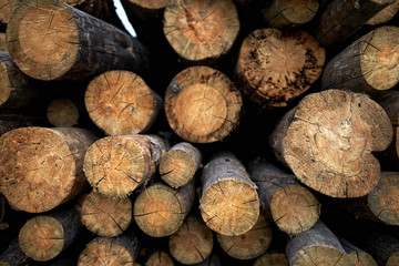 Stacked cut logs