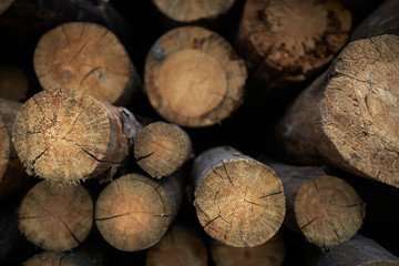 Stacked cut logs