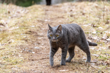  gray tabby cat sneaks up outdoors - obrazy, fototapety, plakaty