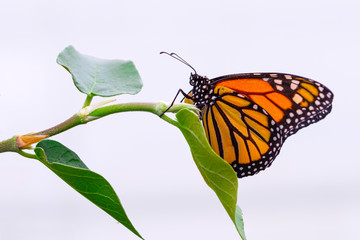 Monarch, Danaus plexippus is a milkweed butterfly (subfamily Danainae) in the family Nymphalidae butterfly in nature habitat. © blackdiamond67