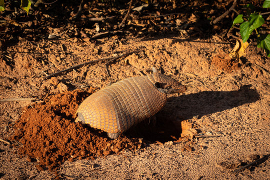 Mamifero tatu da familia dos Dasyoidudae saindo de sua toca em uma regi&atilde;o do interior do brasil