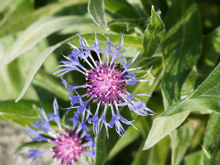 (Cyanus montanus oder Centaurea montana) Anmutige Blume von Berg-Flockenblume. Knospiger und blühender Blütenkorb 