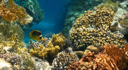 Underwater world. Coral fishes of Red sea.