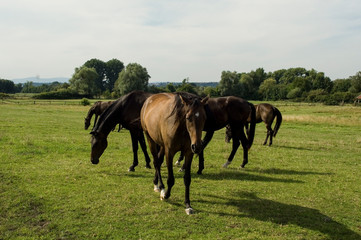 Obraz premium german warmblood breedeing brown fowl horse