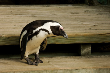 penguin close up cute