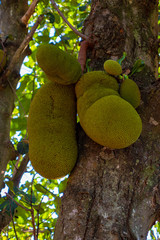 Futa Artocarpus heterophyllus jaca pendurada em sua árvore de origem  