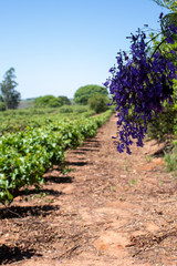 Fototapeta na wymiar Plantação de Colorau ou colorífico com uma flor de manacá-da-serra em primeiro plano