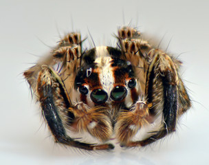 spider arthropod weaving a web
