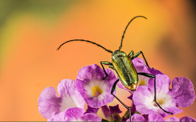 escarabajo posado en flores 