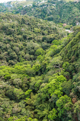 montaña con muchos arboles y gran bosque
