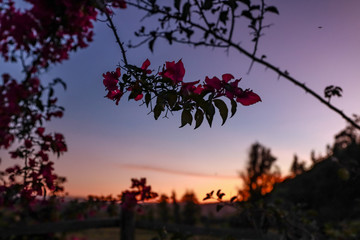 Flores al atardecer 
