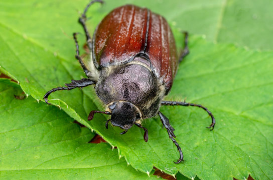 Large june bug creeps on a leaf. Insect is an agricultural pest.